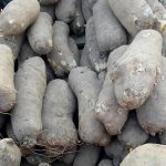 Yam Tubers